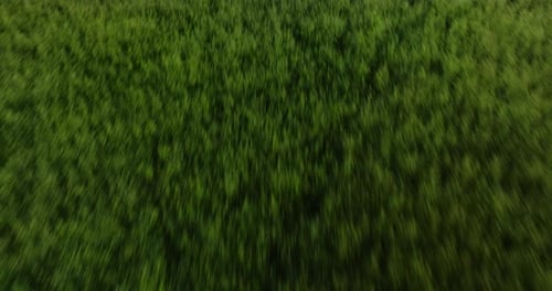 Aerial View of Green Crops in Summer