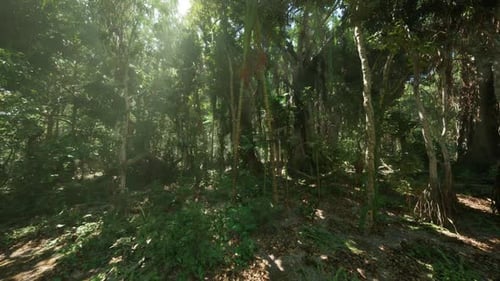 Exploring the Lush Jungle Landscape of China During the Bright Afternoon