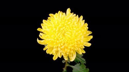 Close Up of a Yellow Chrysanthemum Flower