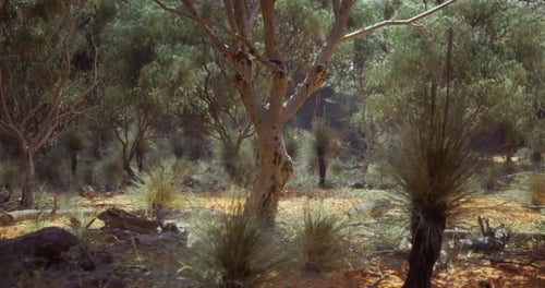 Realistic Sunlit Forest with Gentle Camera Movement