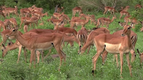 A large group of impala antelopes move around in lush green grass.