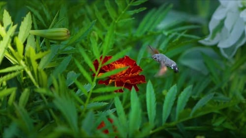 In Nature A Bee Collects Honey From A Red Flower With Its Sting 1