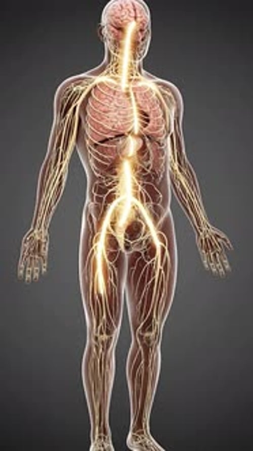 Nervous System - Brain, Spinal Cord & Peripheral Nerves 3D Medical Animation | Manestream Den