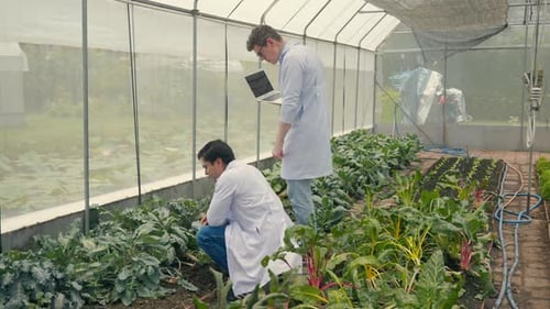 Biotechnology Man Holding Magnifying Glass and Looking at the Vegetables Leaf in Hydroponics Farm