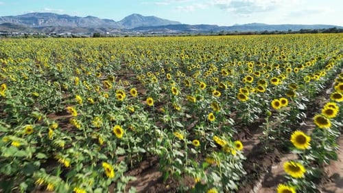 Video with a drone flying over an extensive field of sunflowers at sunset on a blue sky with white c