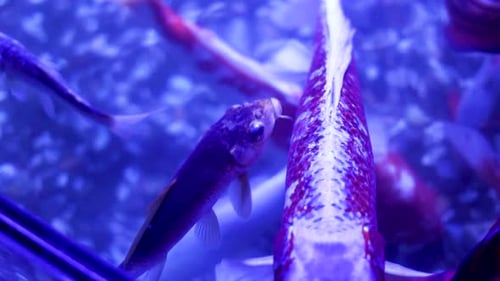 Aquarium has a lot of beautiful tropical fish