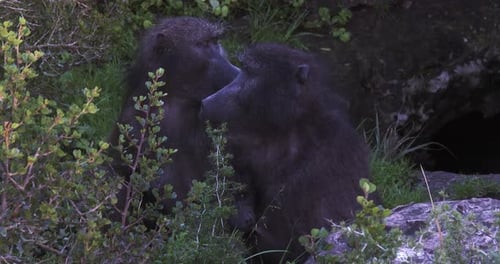Two subadult baboons at dawn near their sleeping site in Africa