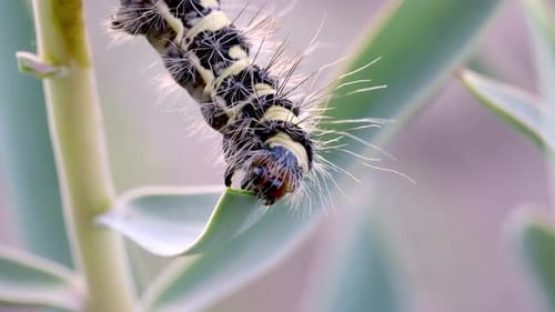 Striking Caterpillar Eating a Green Leaf