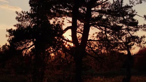 Golden Sunset Through Trees in a Rural Landscape