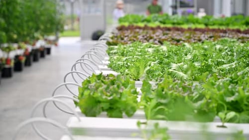 Greenhouse Lettuce Grown Hydroponically
