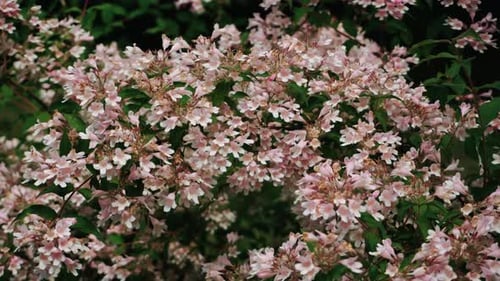 Blooming Shrub With Lush Greenery Colorful Blossom Display With Soft Background