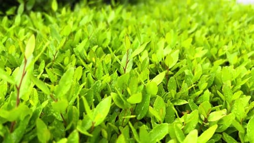 Bright Closeup of Green Leaves Perfect for Nature Backgrounds Gardening and Environmental Themes