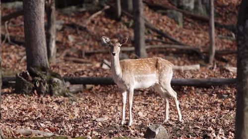 spotted fallow deer in forest autumn camera roll by slomo