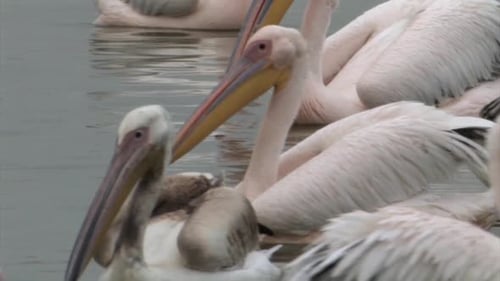 White Pelicans feeding