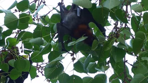 Wilder kleiner roter Flugfuchs (Pteropus scapulatus), der kopfüber an einem Ast inmitten üppiger Pflanzen hängt