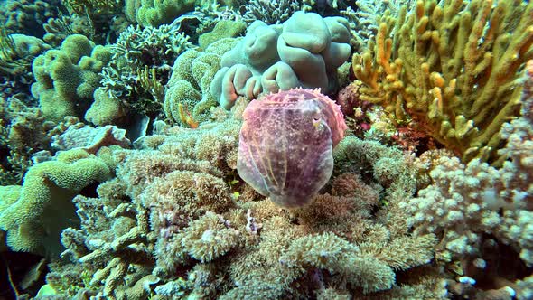 A cuttlefish changes its appearance and blows water out its siphon ...