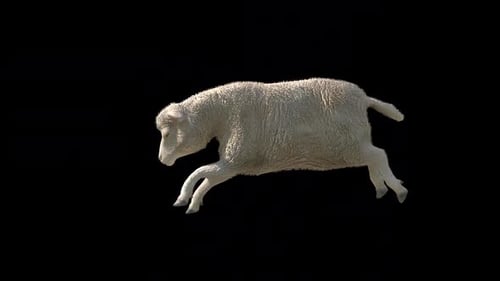 Sheep Run