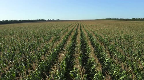 Aerial view of a green corn field with young plants in rows