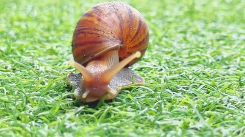 Closeup of Snail Crawling on Fresh Green Grass in Morning Light