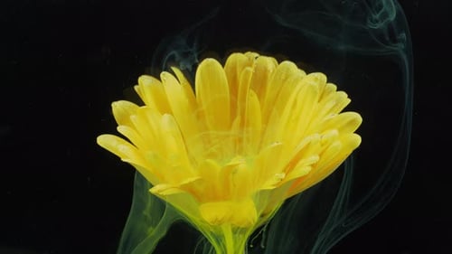 Yellow Gerbera Daisy with Flowing Green Ink