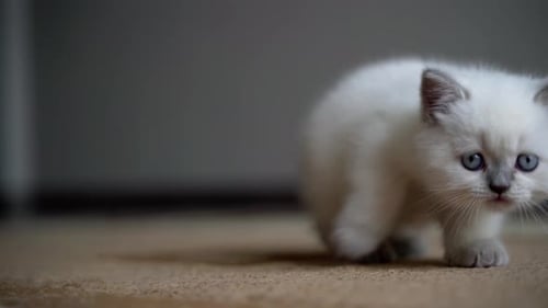 Small White Kitten Walks Towards the Camera