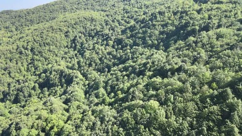 natural forest landscape