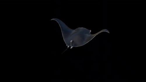 Manta Ray Schwimmrücken