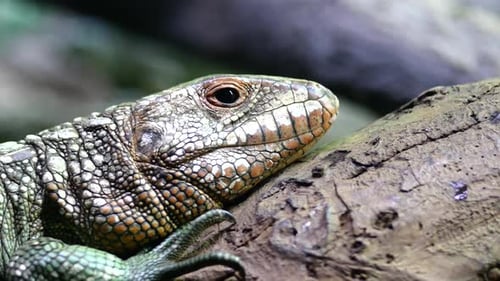 A Frilled Lizard Sitting on a Log