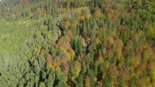 Aerial shot over the rural landscape with autumn mountain forest during the fall season