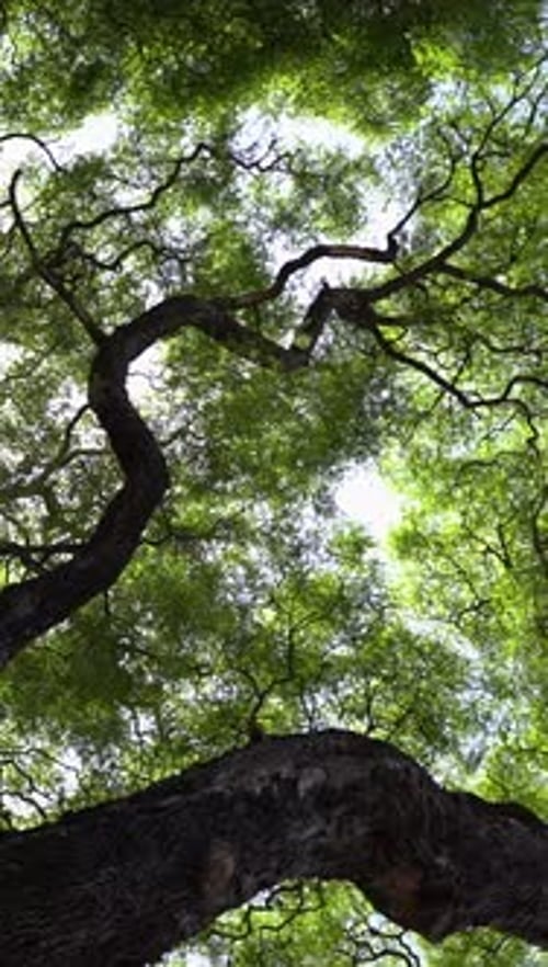 Vidéo verticale sur fond de couronne d'arbre vert, canopée verte luxuriante, nature et environnement