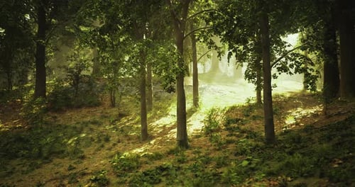 Sunlight Filters Through Trees in a Serene Forest Setting During Morning Hours