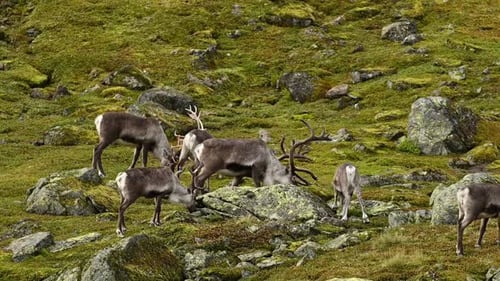Reindeer Herd Grazing on Grassy Hillside