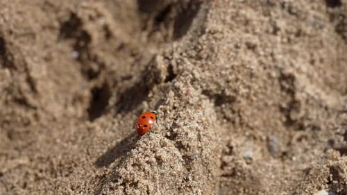 Little Red Ladybug Crawling on Sandy Ground