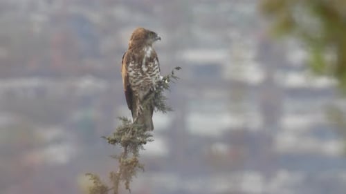 Short toad eagle in burnt forest, Tayasim Nature reserve, Israel