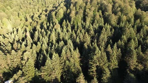 Aerial Sunlight Forest