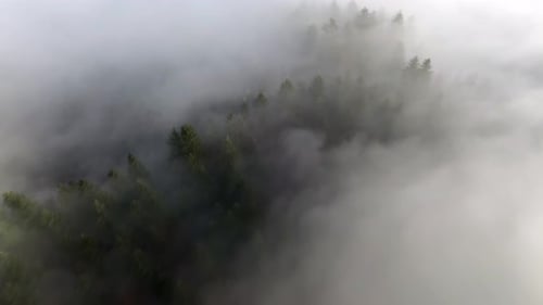 Aerial View of a Misty Forest with Dense Trees Covered in Fog Serene and Mysterious Landscape