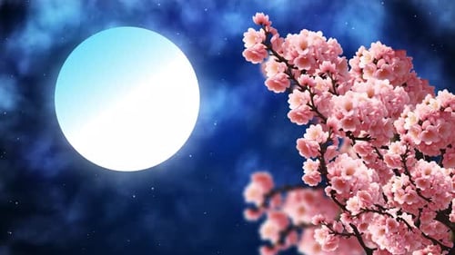 Cherry Blossom And Moon Night View And Clouds Are Moving Animation, Cherry Tree Flower Animation At