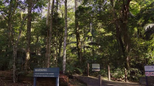 Mixed race millennial couple enter lush green australian rainforest park on the gold coast