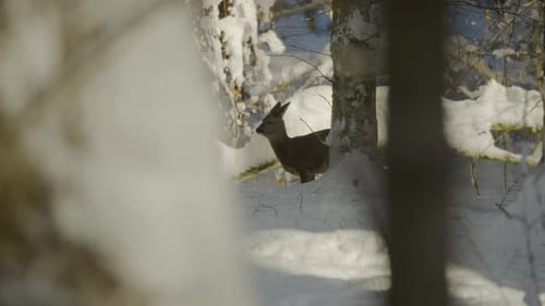 Deer Standing Still in Snowy Forest