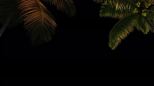 Palm tree transition on a transparent background with an alpha channel.