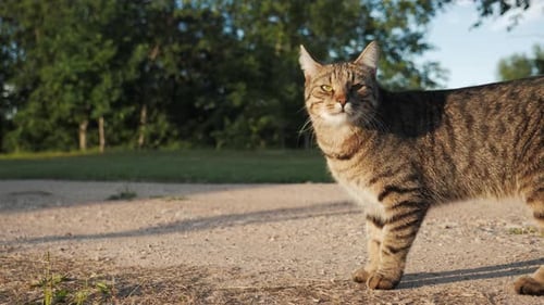 Alert Tabby Cat Standing on a Dirt Path