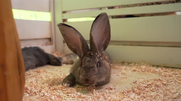 Dark Rabbits on the Farm, Vehicles Stock Footage ft. rabbit & fluffy ...