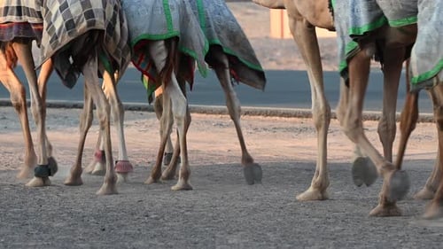 4K: Dubai Camel caravan going through the Desert, United Arab Emirates, Camel in the Desert in the P