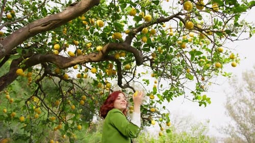 Woman Picking Ripe Lemon from Tree in Garden