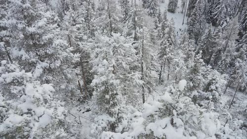 Aerial View of Snowy Forest Landscape in Winter