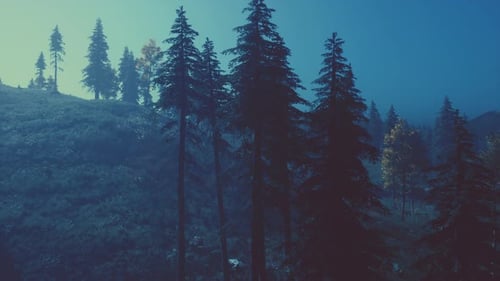 Evergreen Fir Trees with Cones Peaks of French Alps Mountains