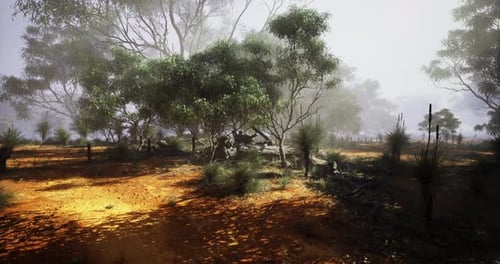Misty Australian Bushland with Eucalyptus Trees and Golden Light