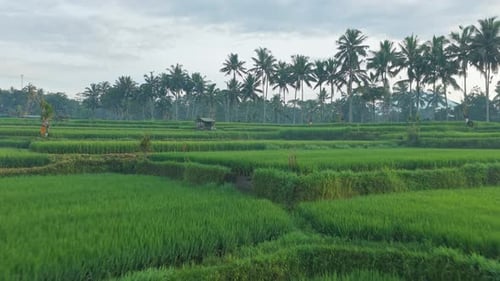 Idyllic agricultural landscape with vibrant green rice paddies and tall coconut palm trees under a