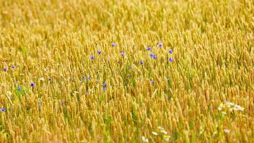 Purple Flowers Rising Above Wheat Heads in Field with Natural Backdrop