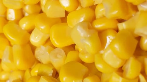 Frischer Mais dreht sich in einem Kreis | Maishintergrund | Das Konzept der Landwirtschaft | Vertikales Video